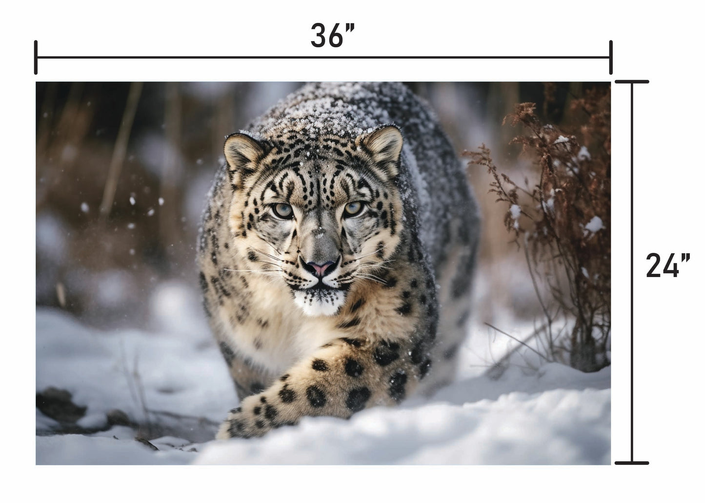 Snow Leopard