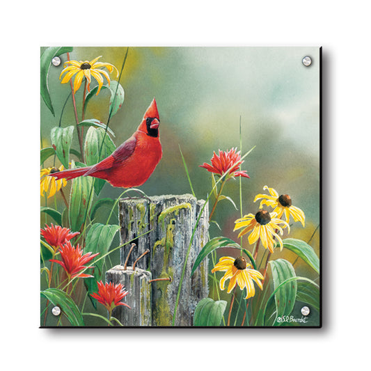 Greeting the New Day Cardinal