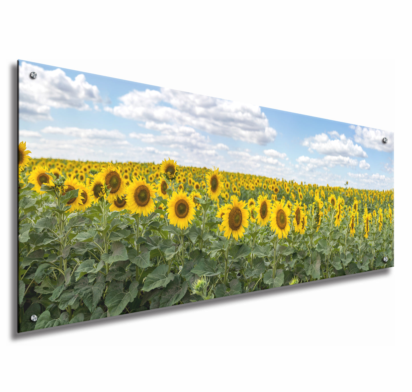 Blooming Sunflowers