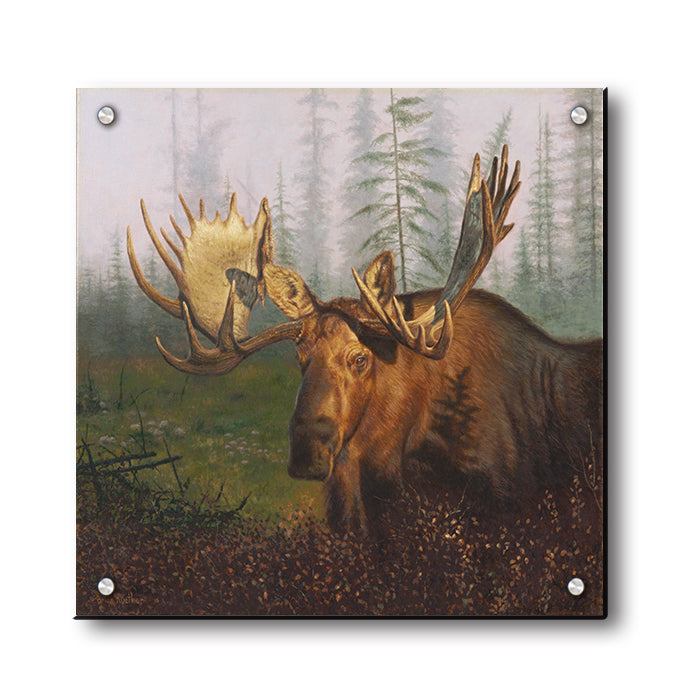 Early Morning Moose