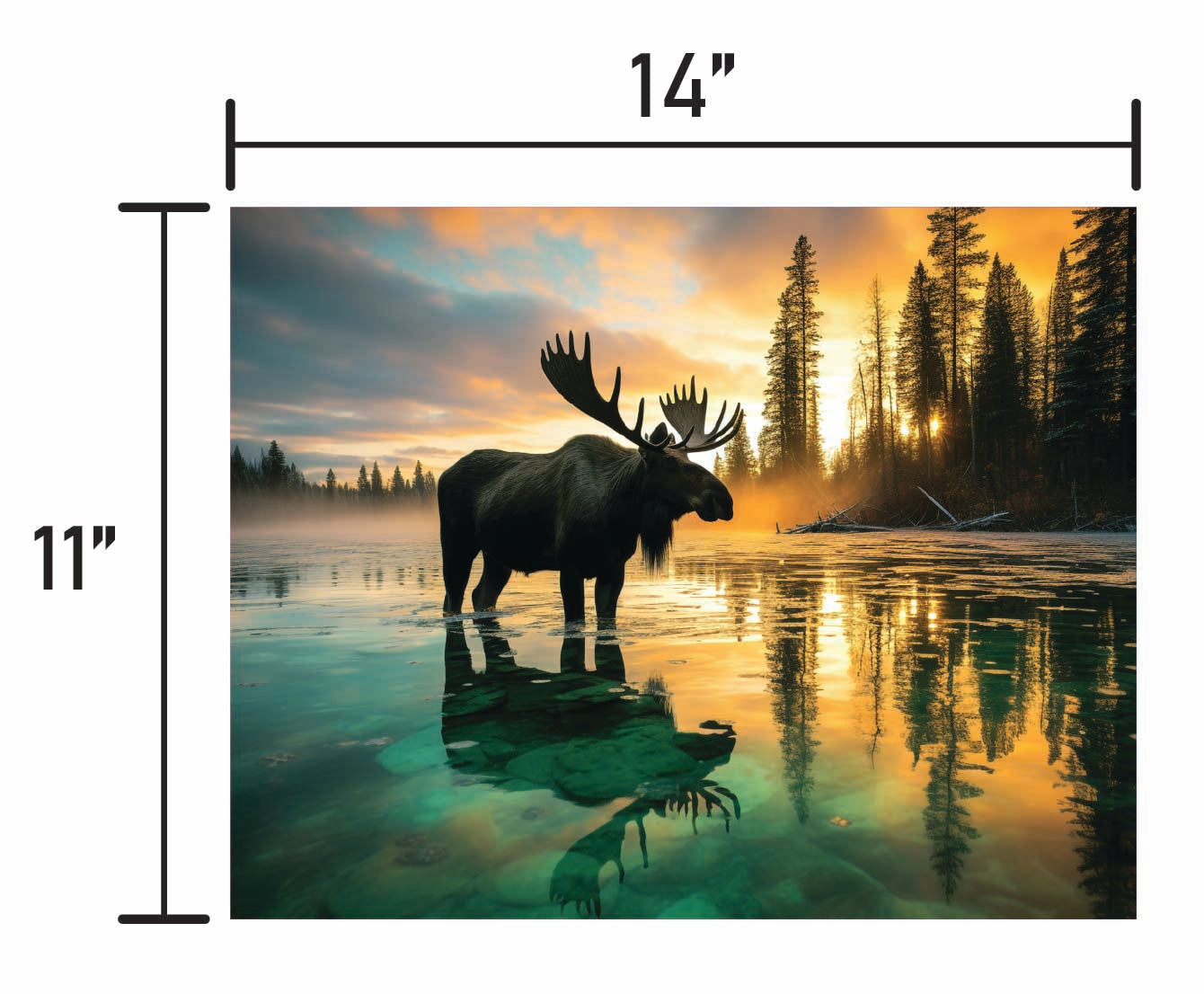 Canadian Moose - Smalls