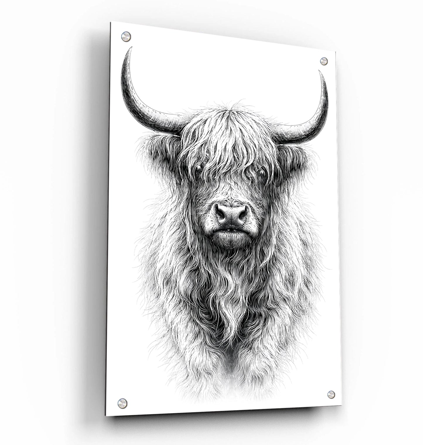 B&W Higlinder Cow 1