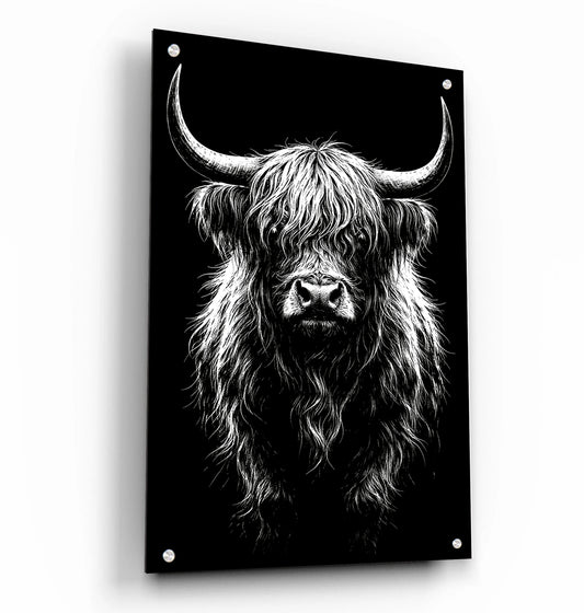 B&W Higlinder Cow 3