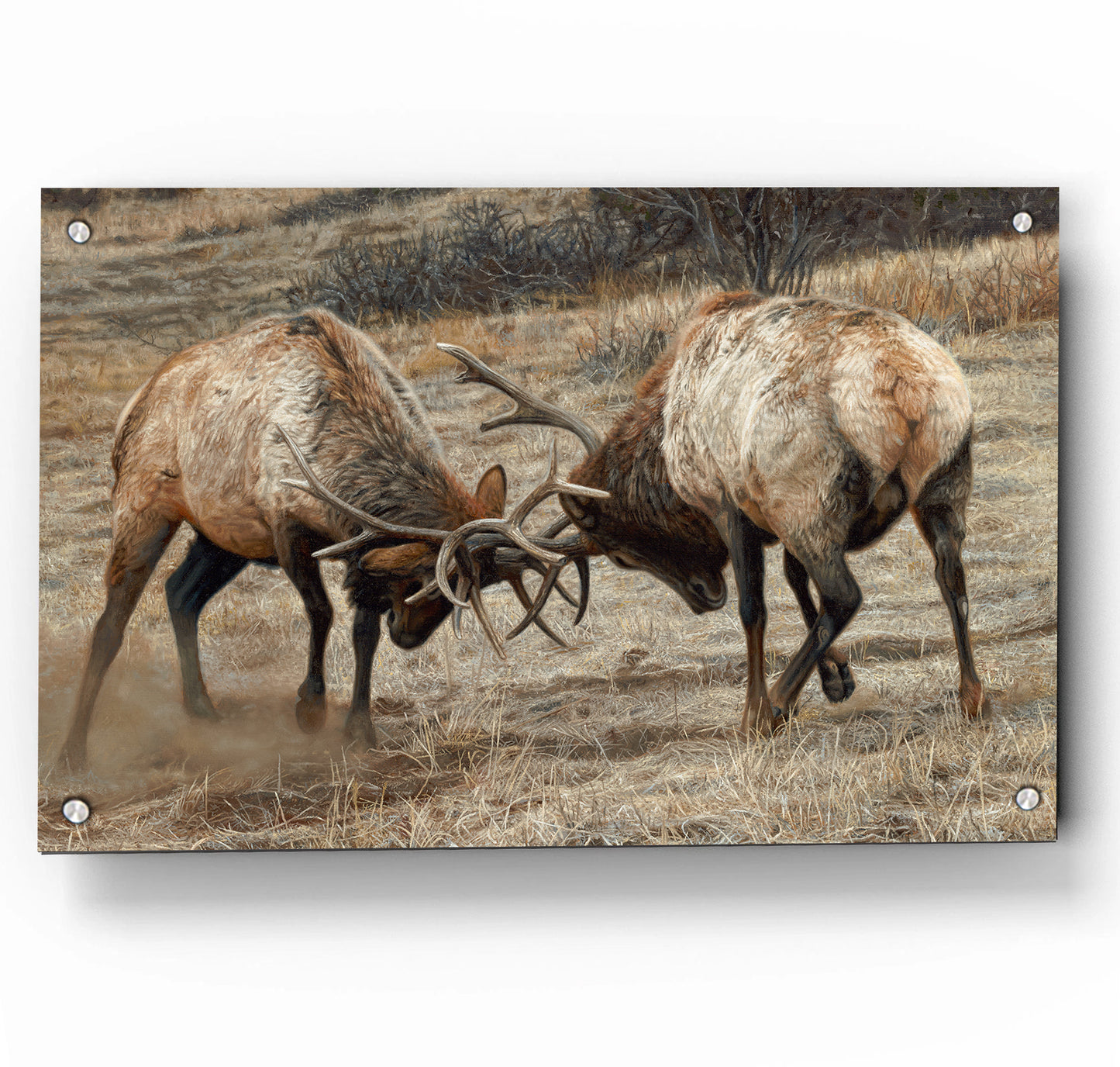 Anything for Love - Elk