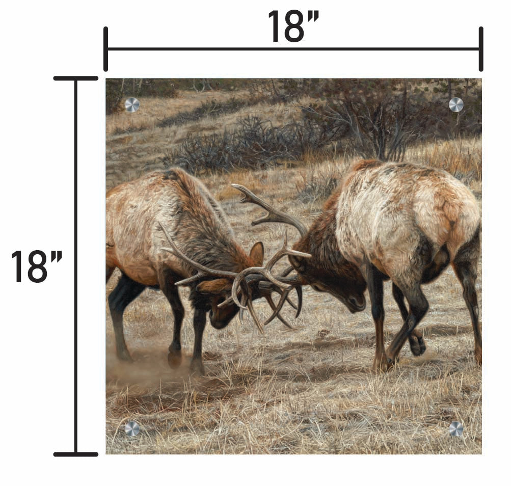 Anything for Love - Elk