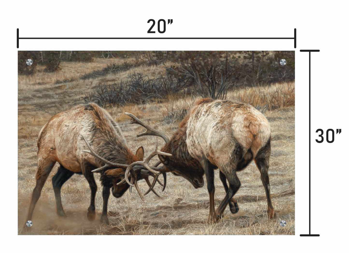Anything for Love - Elk
