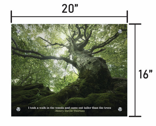 King of the Forest  w/ Quote