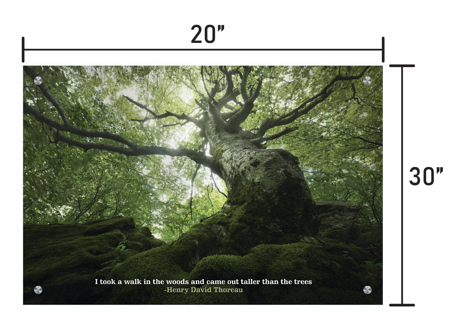 King of the Forest  w/ Quote