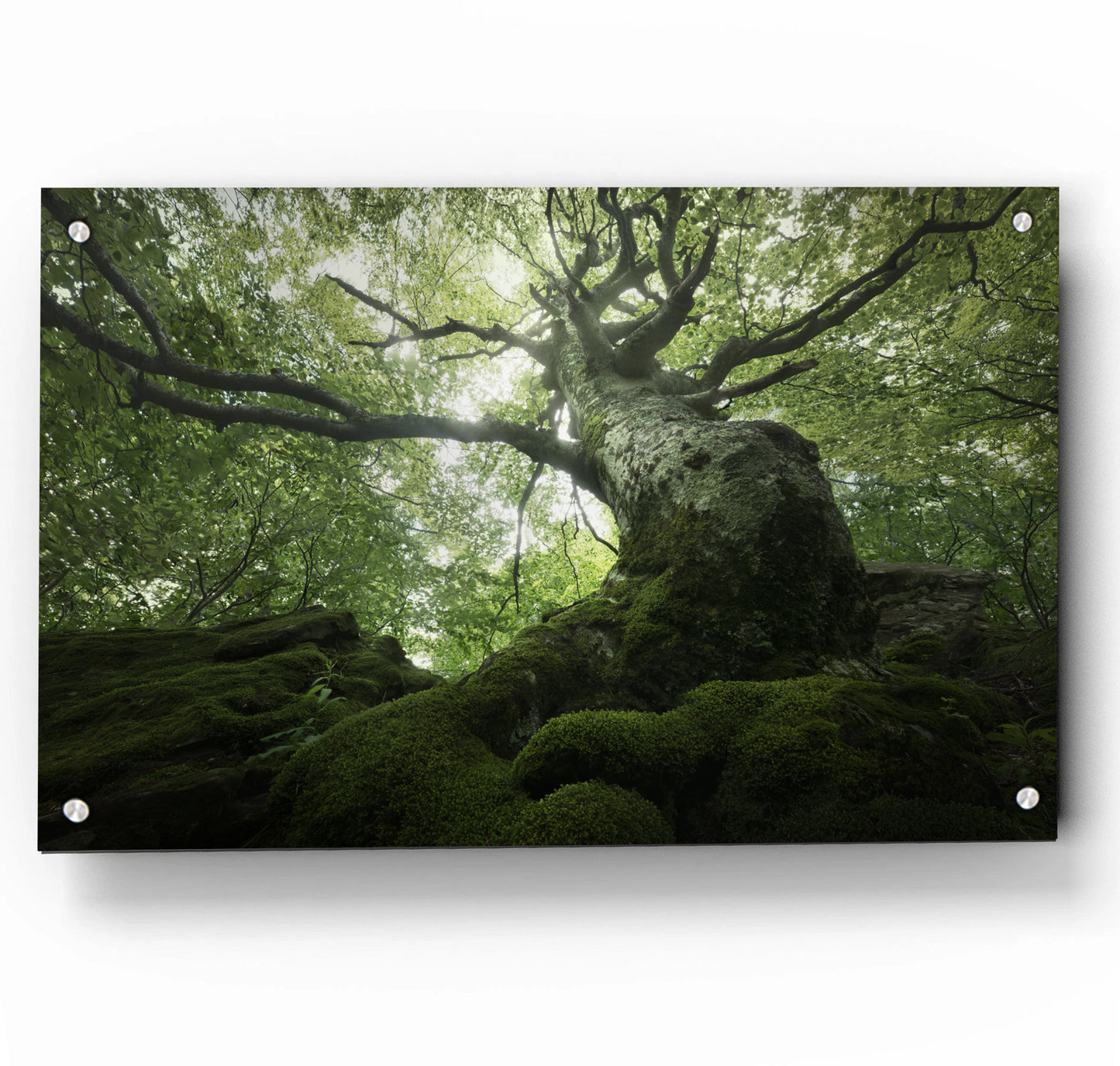 King of the Forest