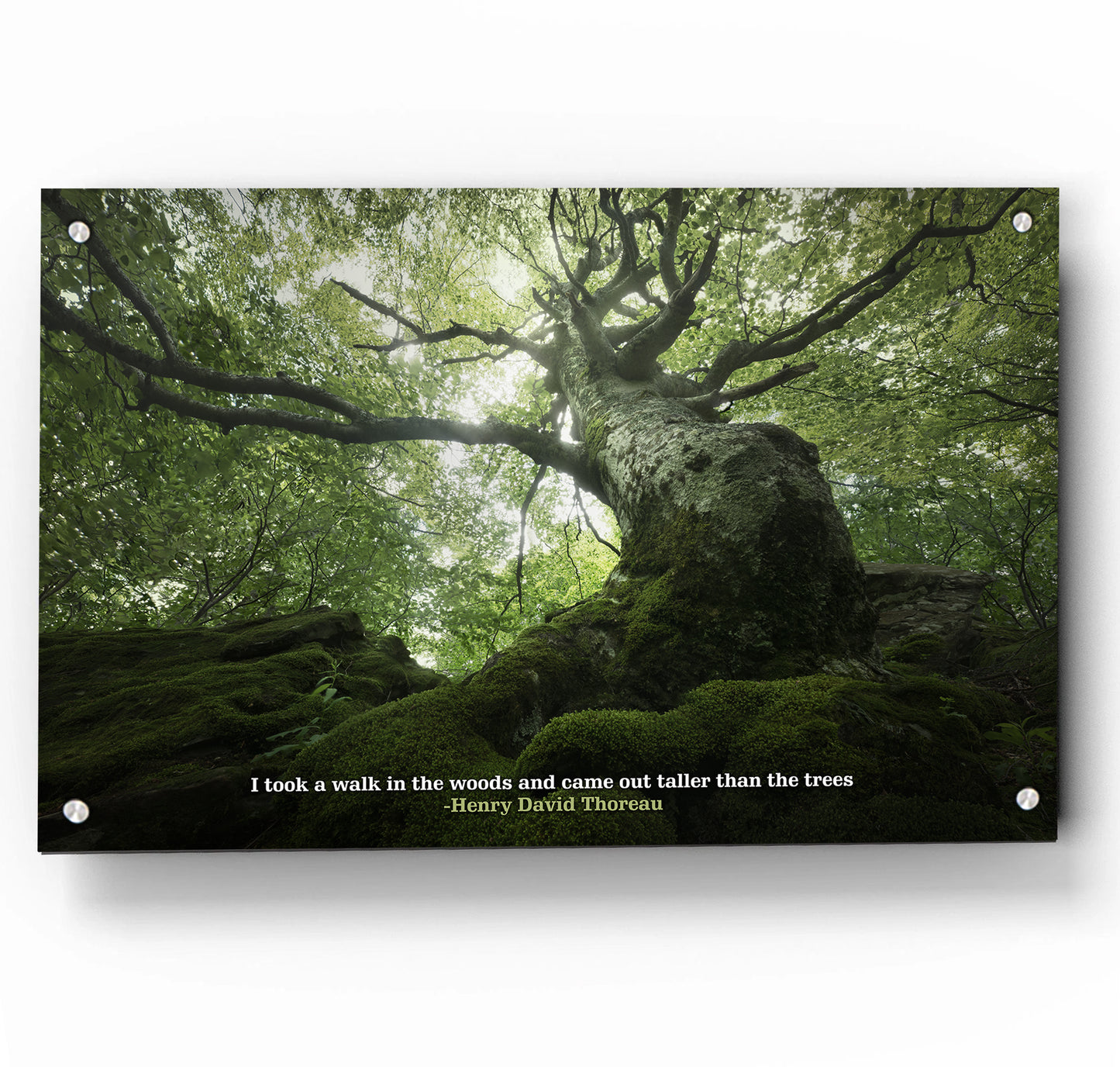 King of the Forest  w/ Quote