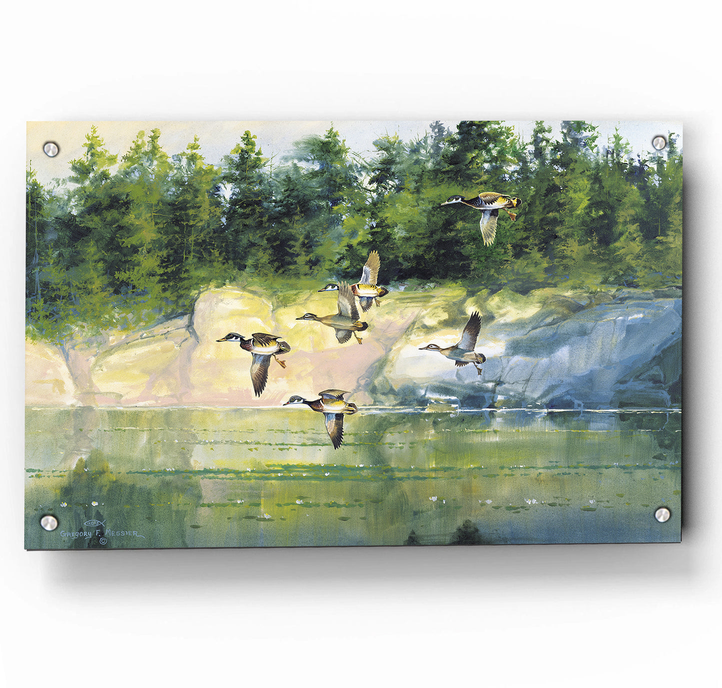 The Woodies-Wood Ducks