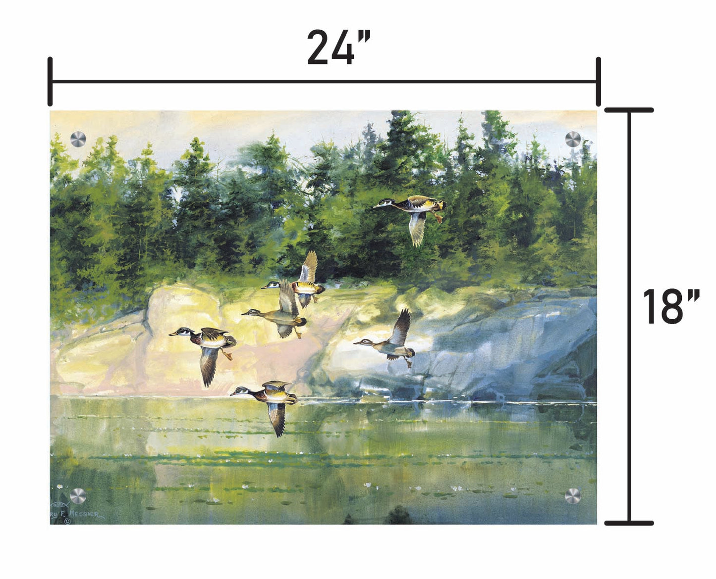 The Woodies-Wood Ducks