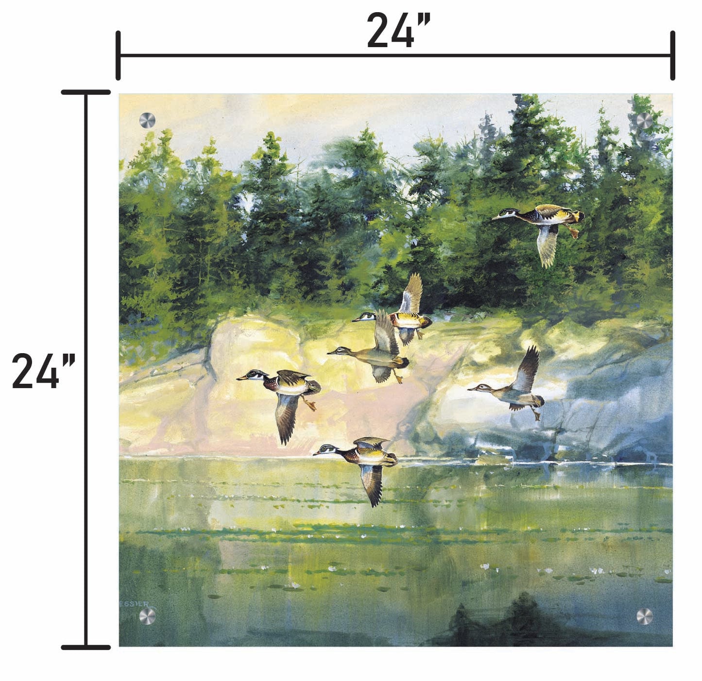 The Woodies-Wood Ducks