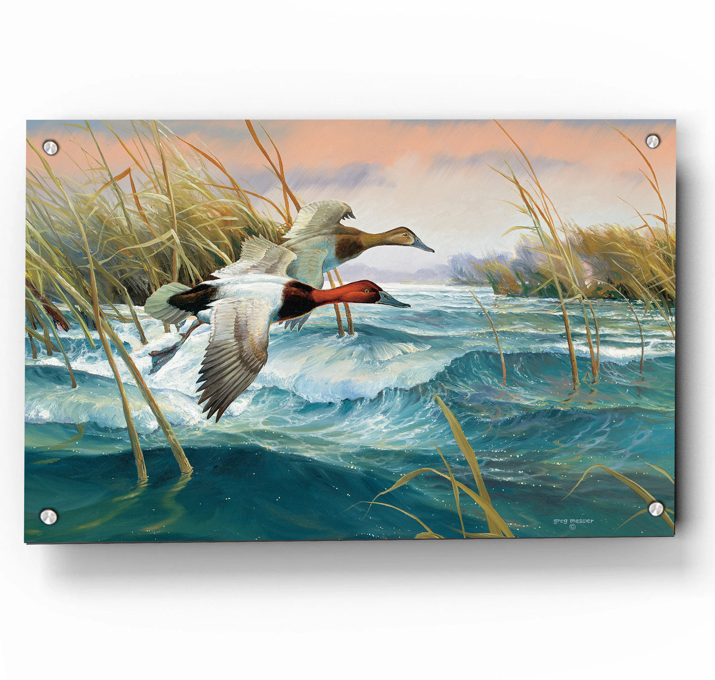 Wave Runners-Canvasbacks
