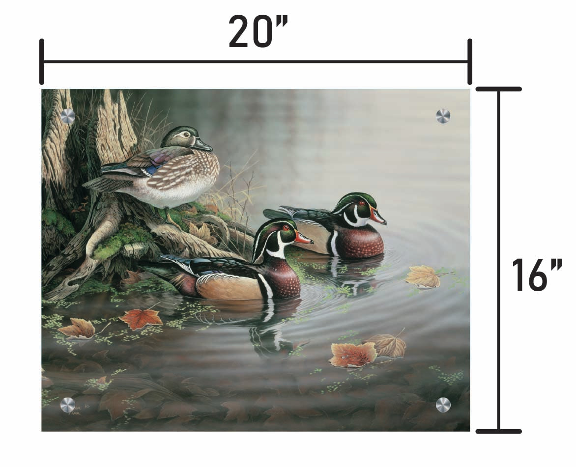 Backwater Wood Ducks