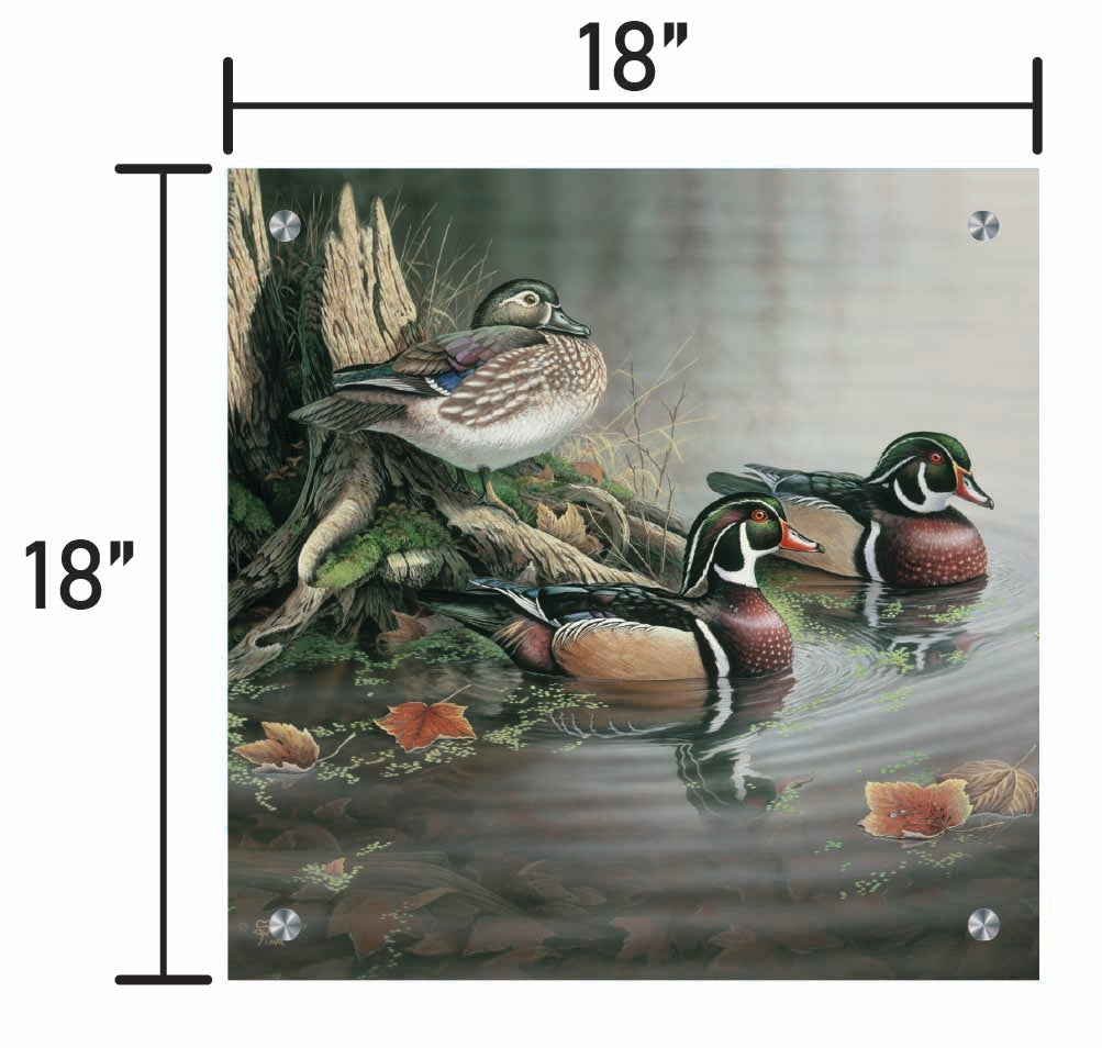 Backwater Wood Ducks