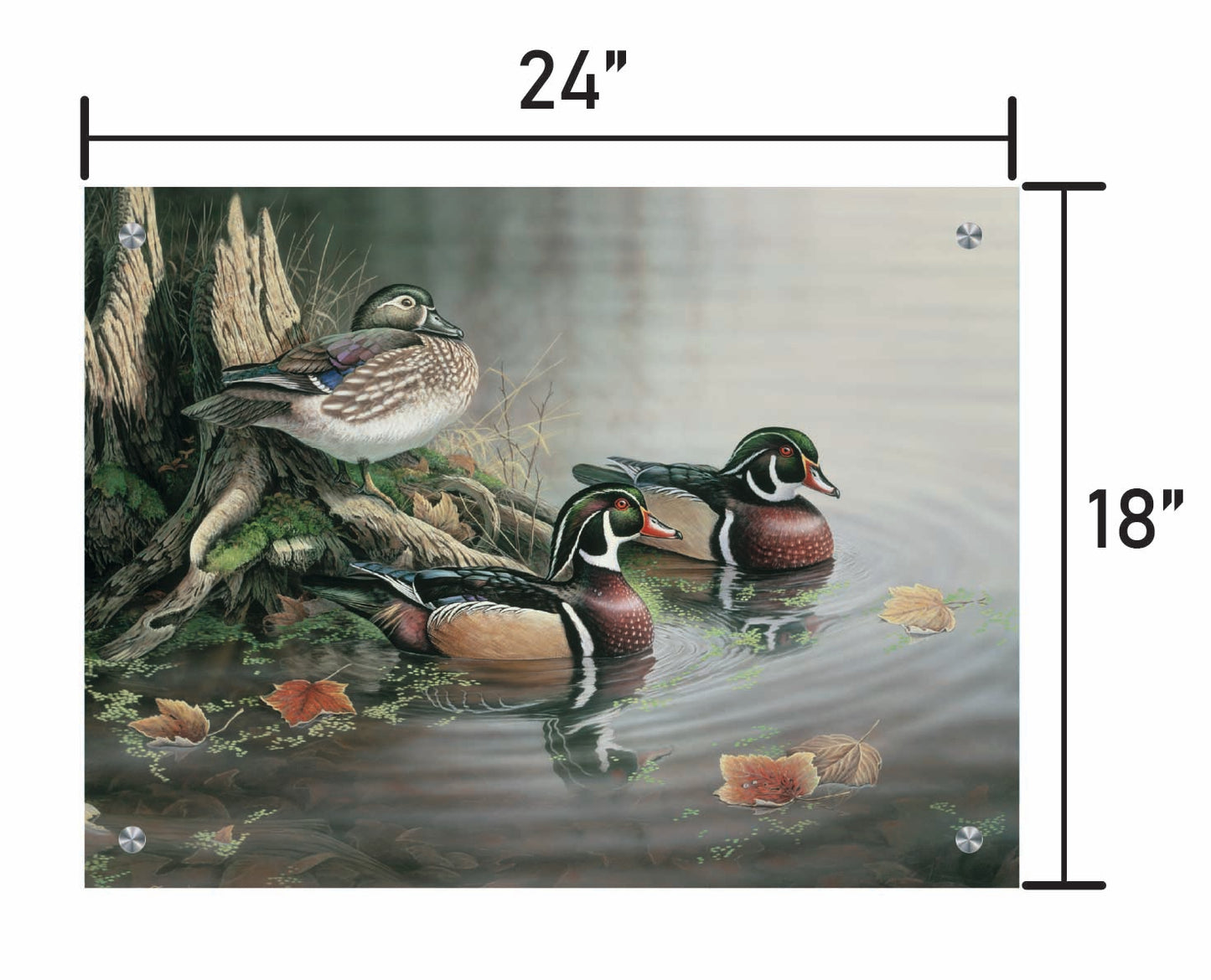 Backwater Wood Ducks