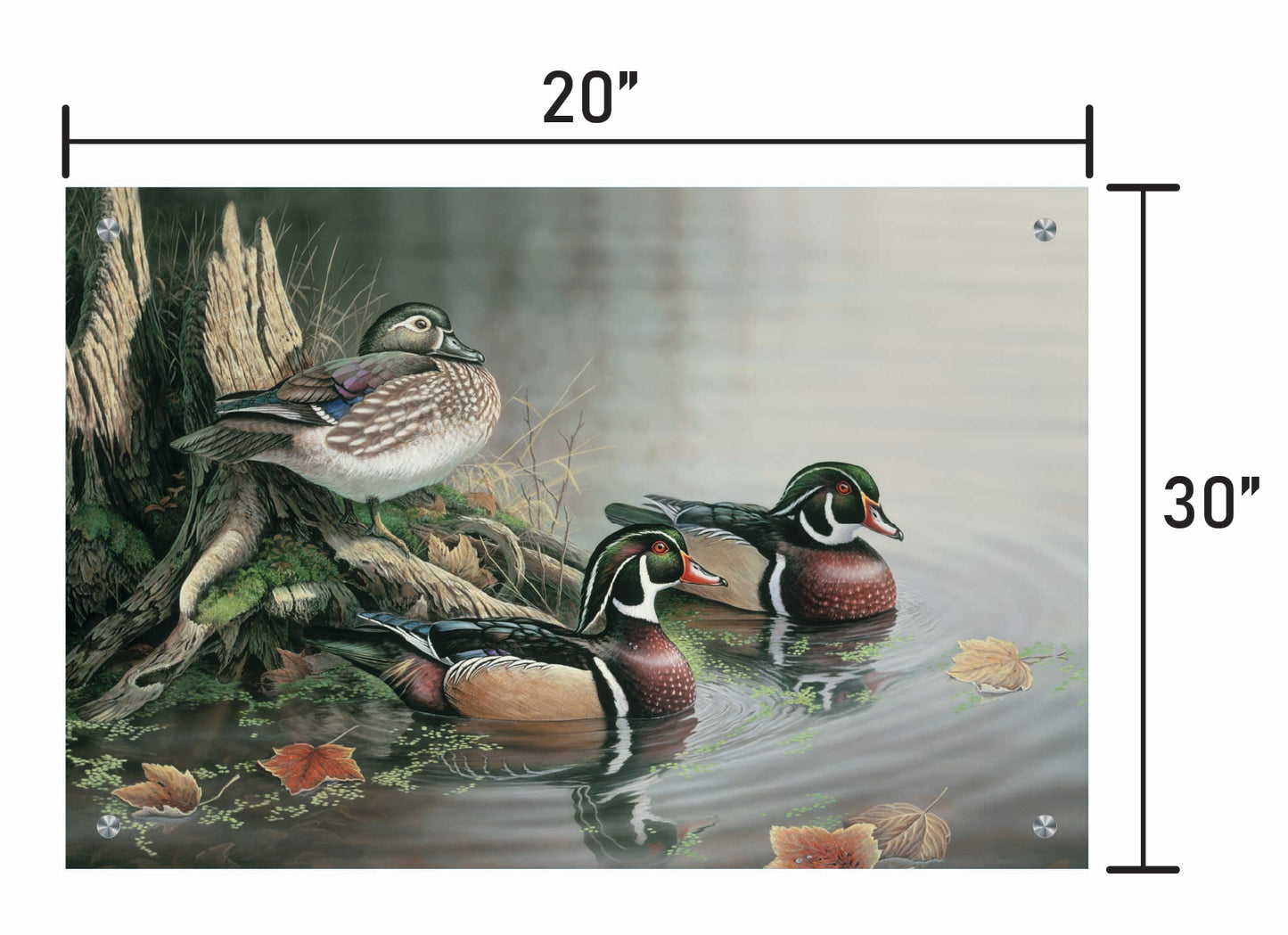 Backwater Wood Ducks