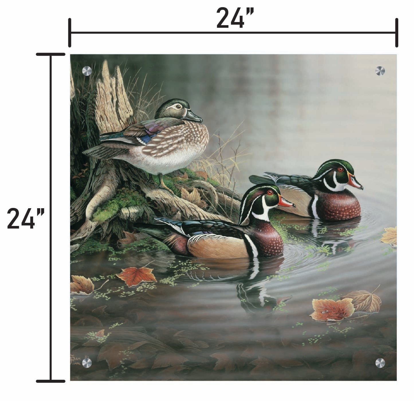 Backwater Wood Ducks