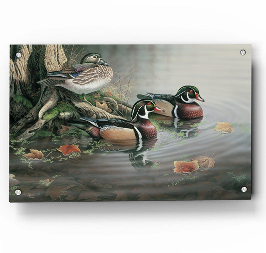 Backwater Wood Ducks