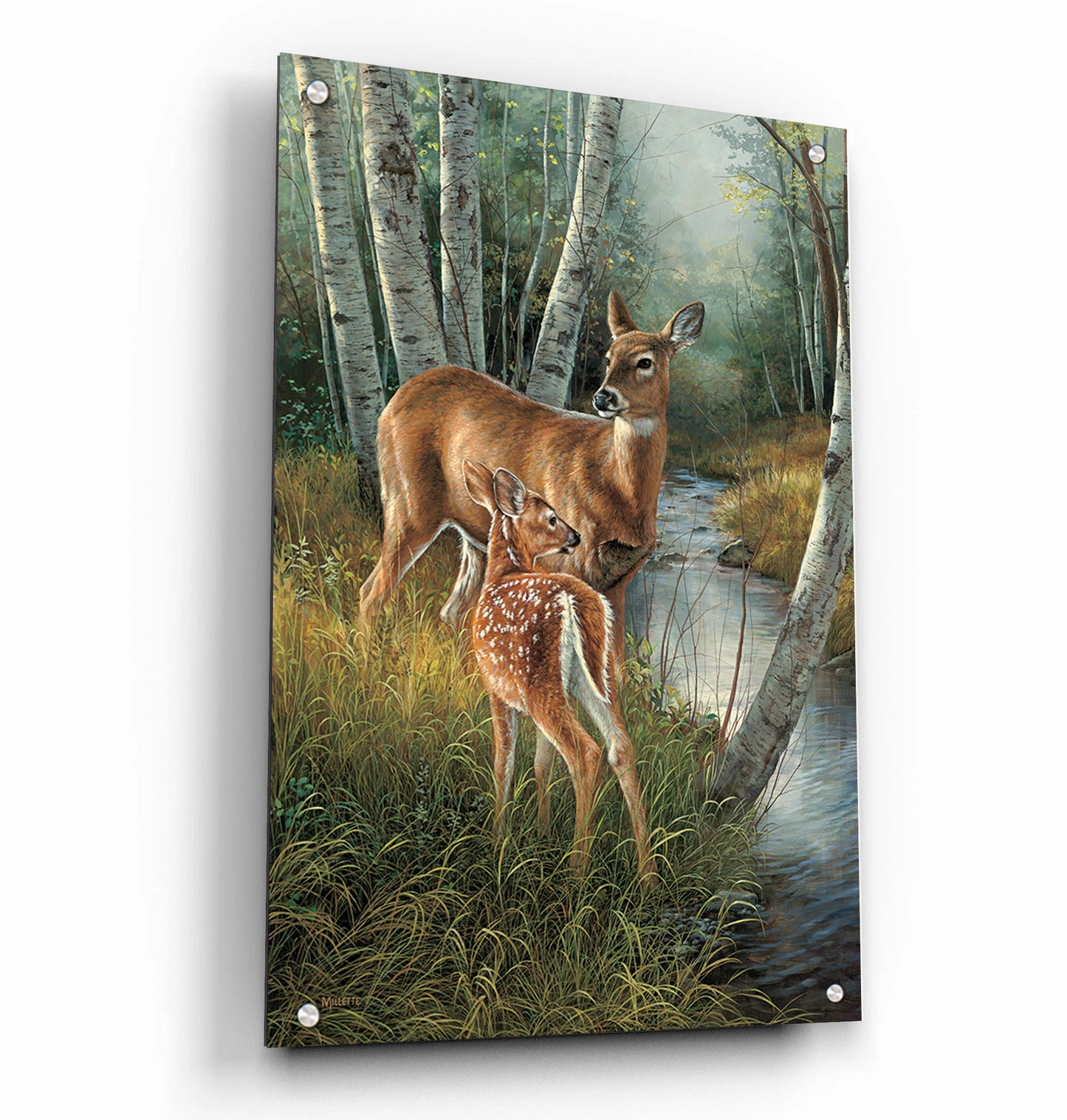 Birch Creek-Whitetail Deer
