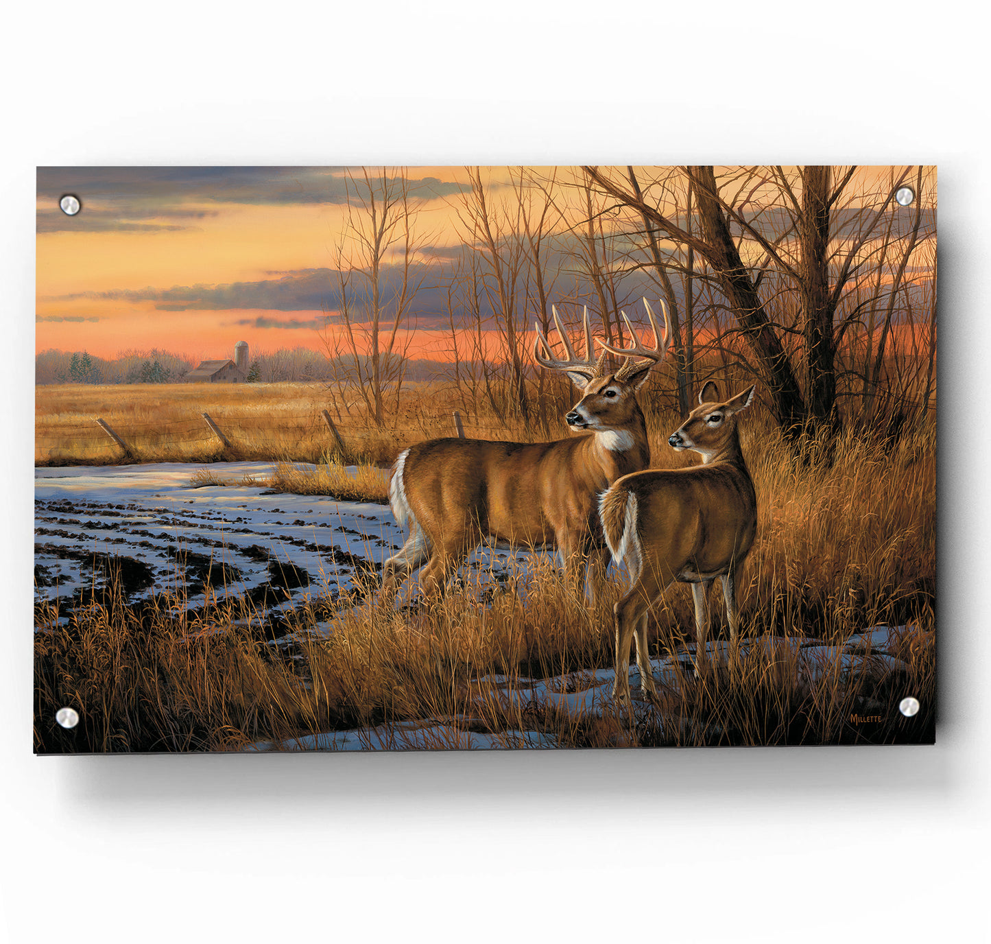 Daybreak-Whitetail Deer
