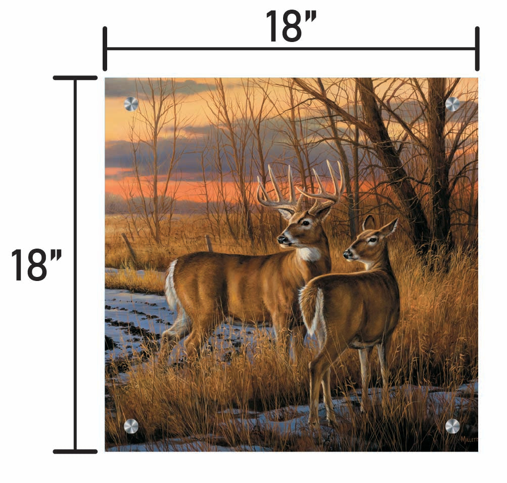 Daybreak-Whitetail Deer