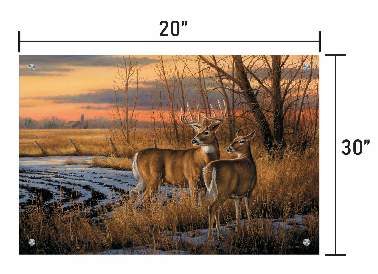 Daybreak-Whitetail Deer