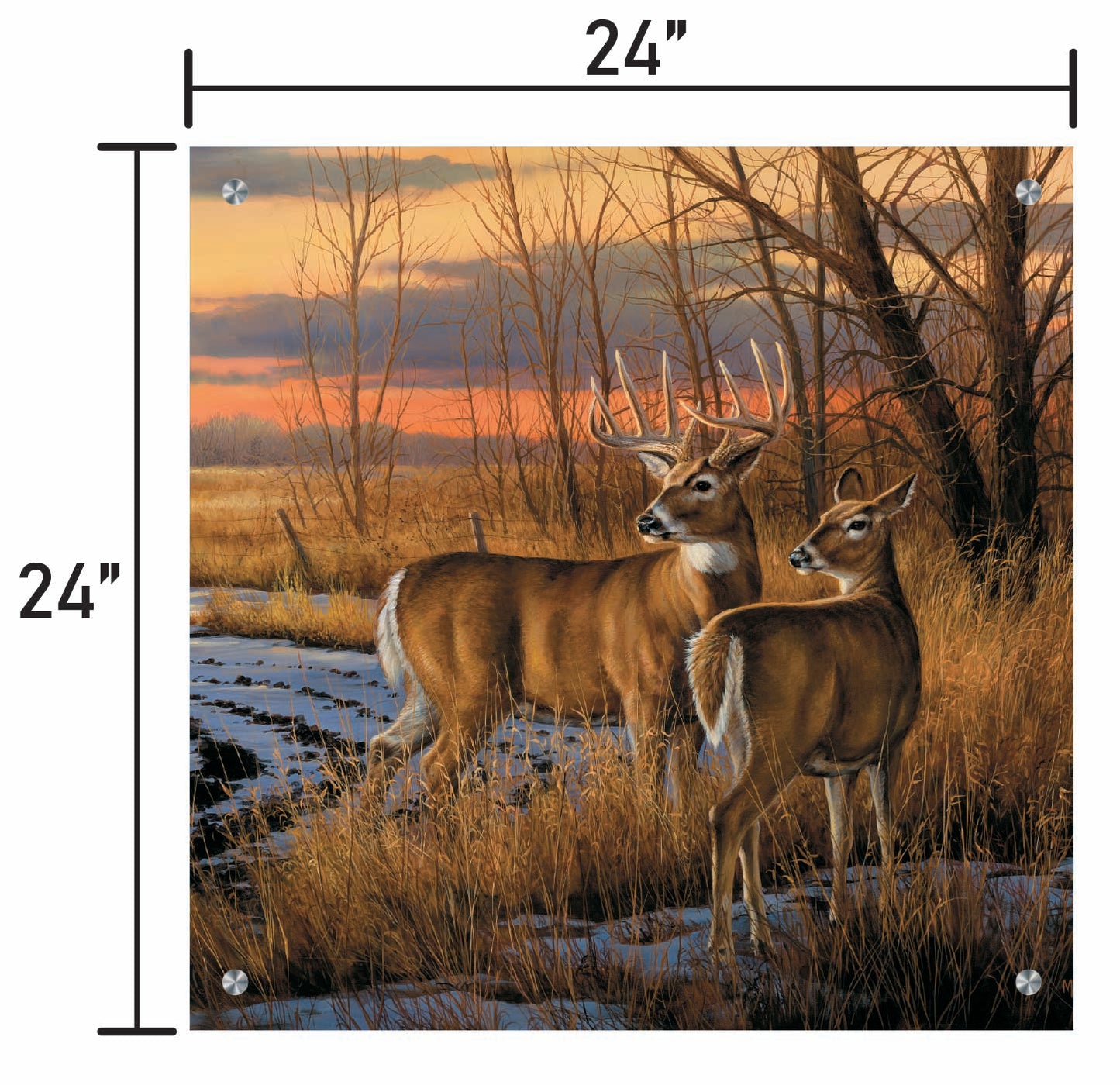 Daybreak-Whitetail Deer