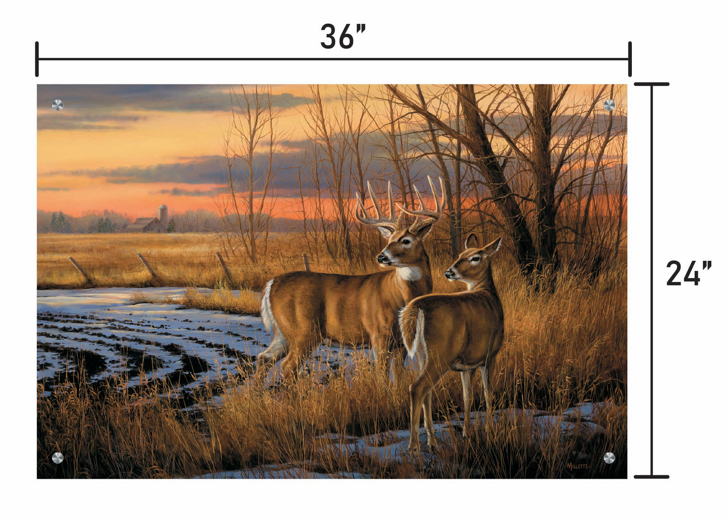 Daybreak-Whitetail Deer