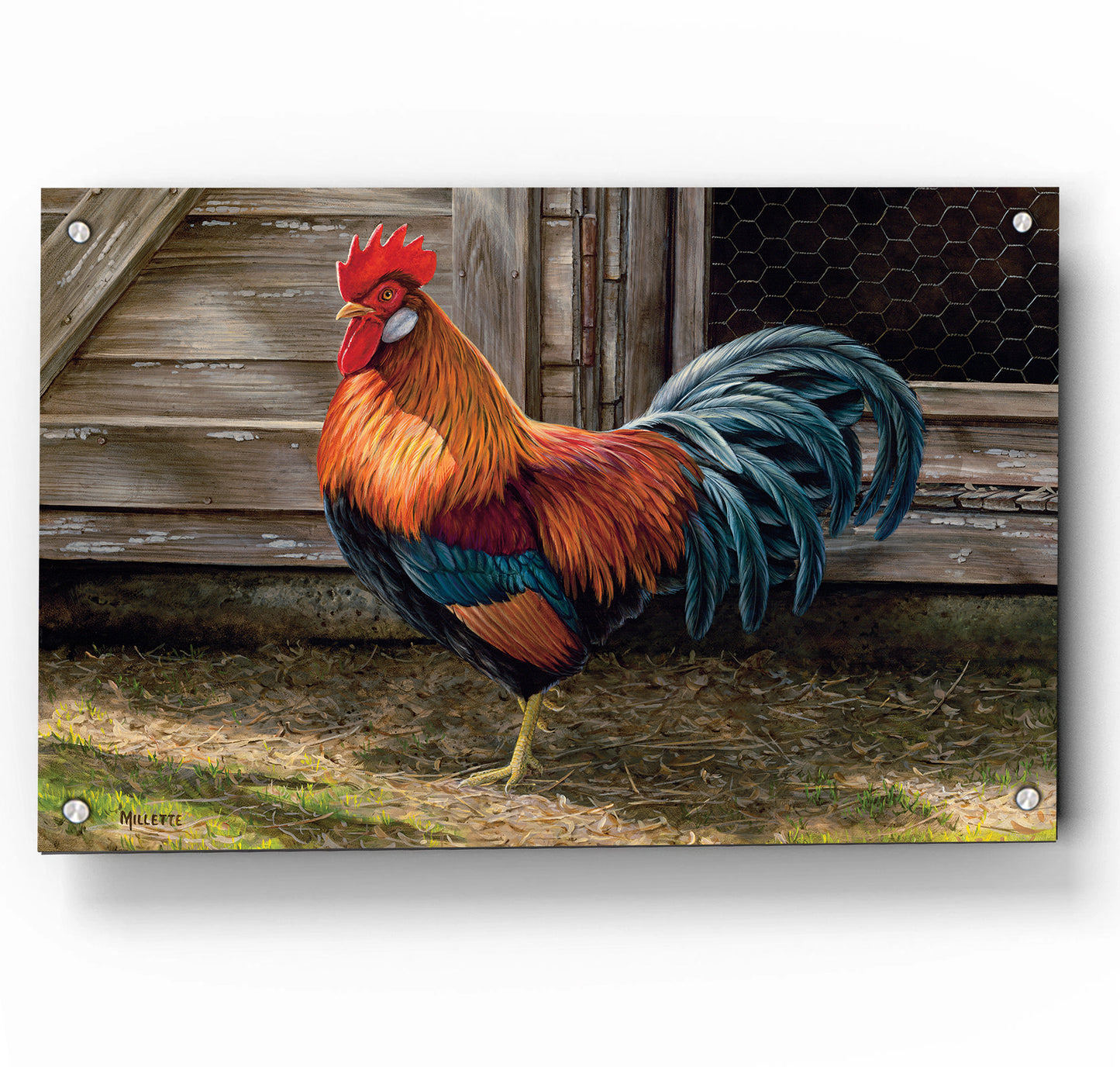 Light Brown Chicken Rooster