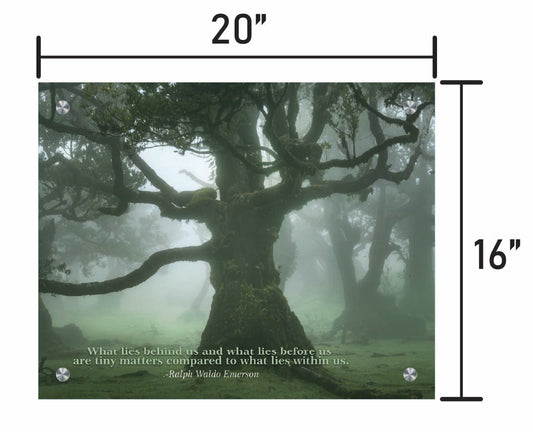 Rooted in Stillness  w/ Quote