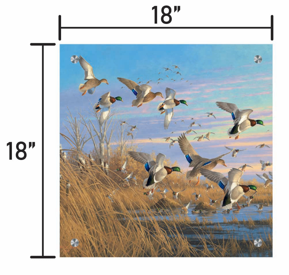 Dropping in Mallards