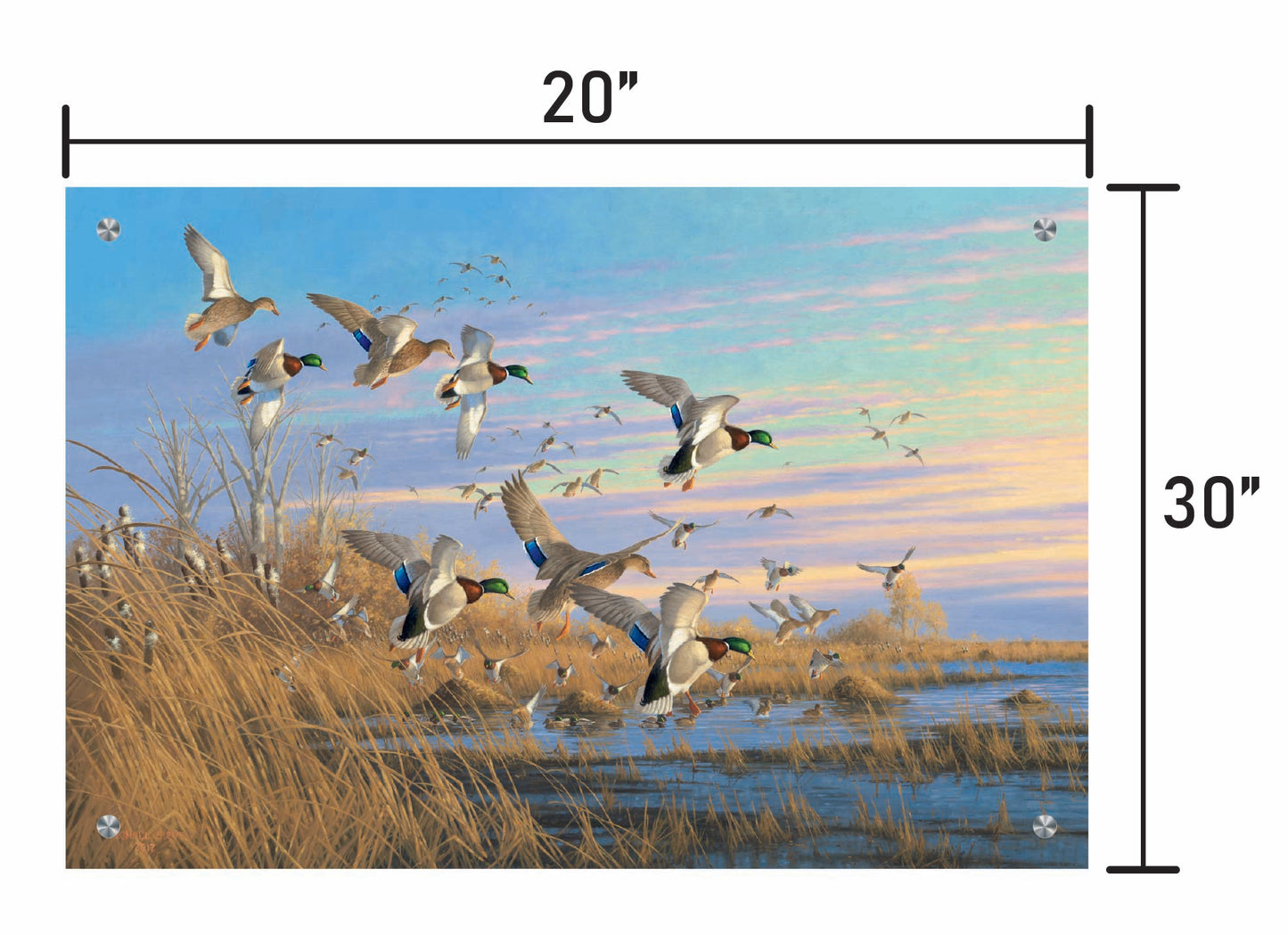 Dropping in Mallards