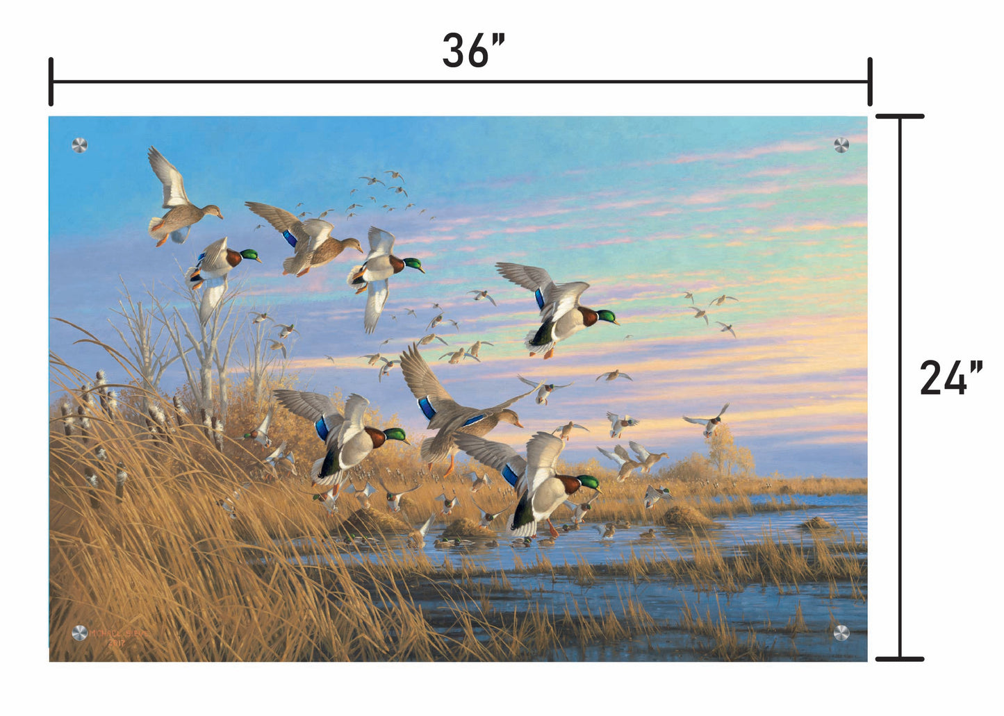 Dropping in Mallards