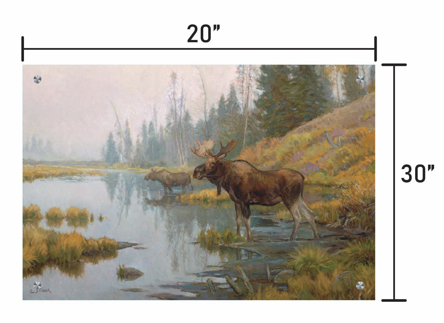 Autumn in Moose Country