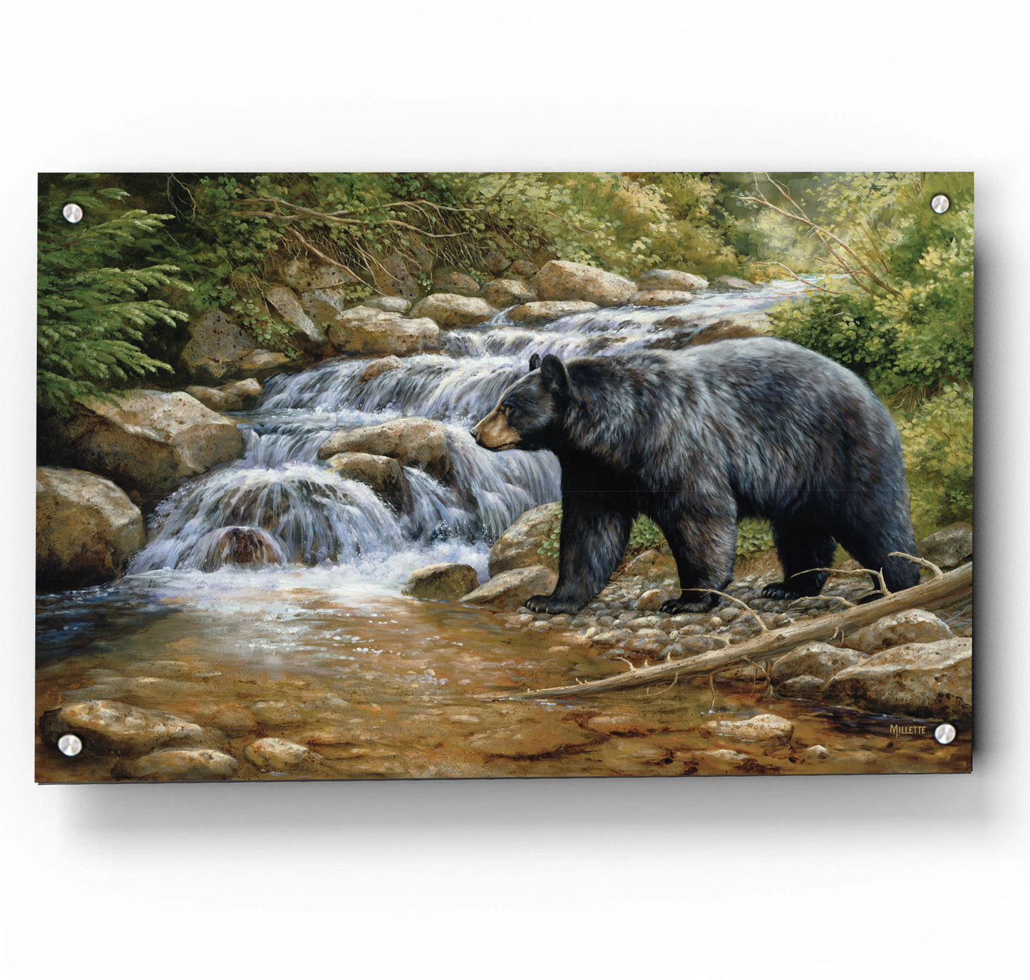 Shadow of the Forest