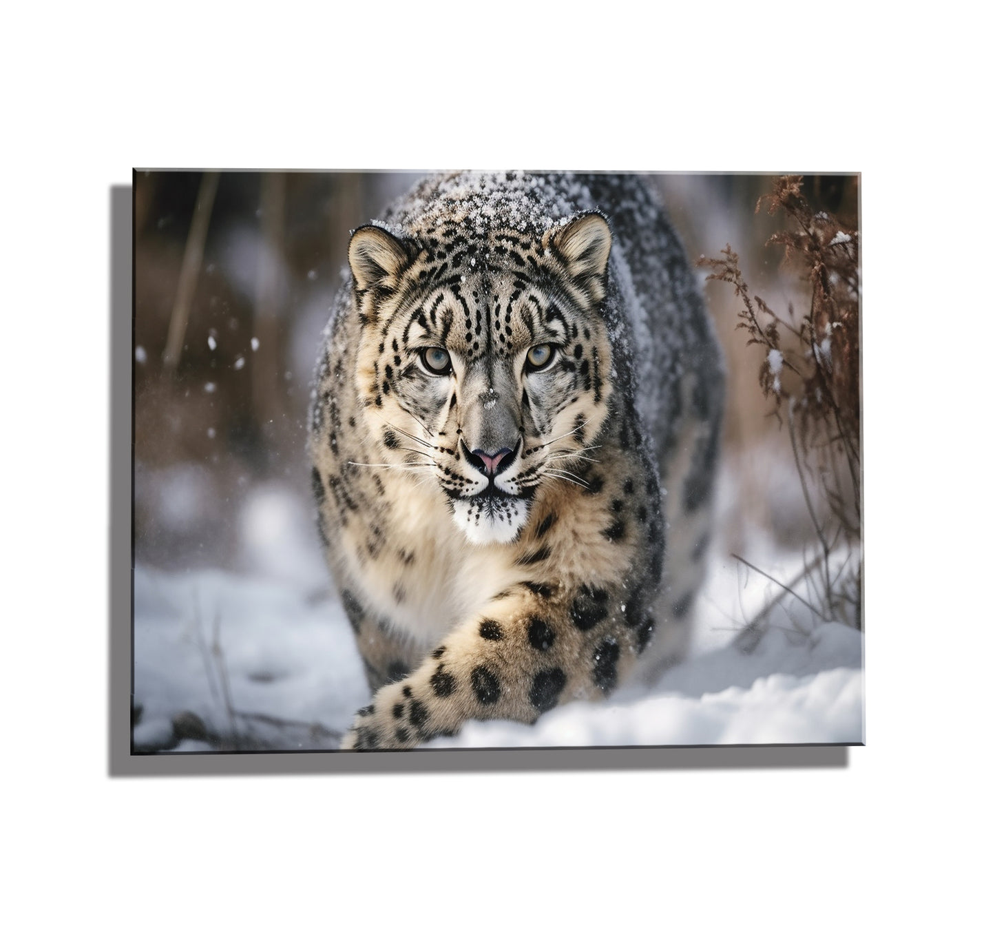 Snow Leopard - Smalls