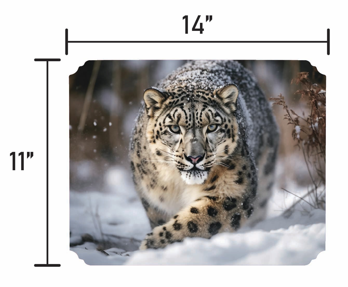 Snow Leopard - Smalls