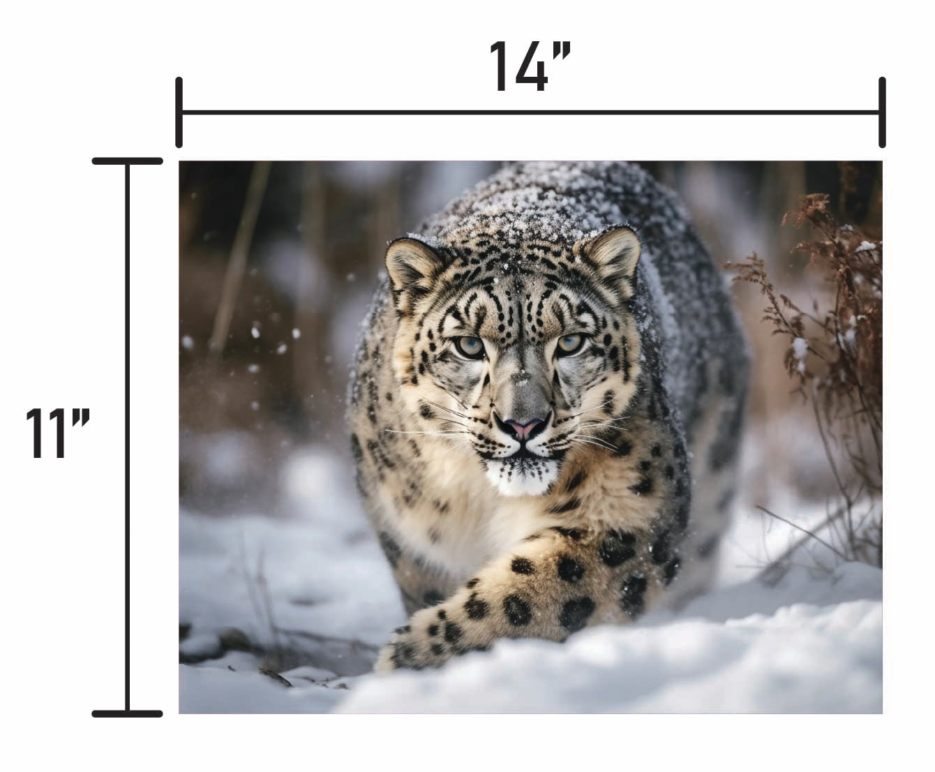 Snow Leopard - Smalls
