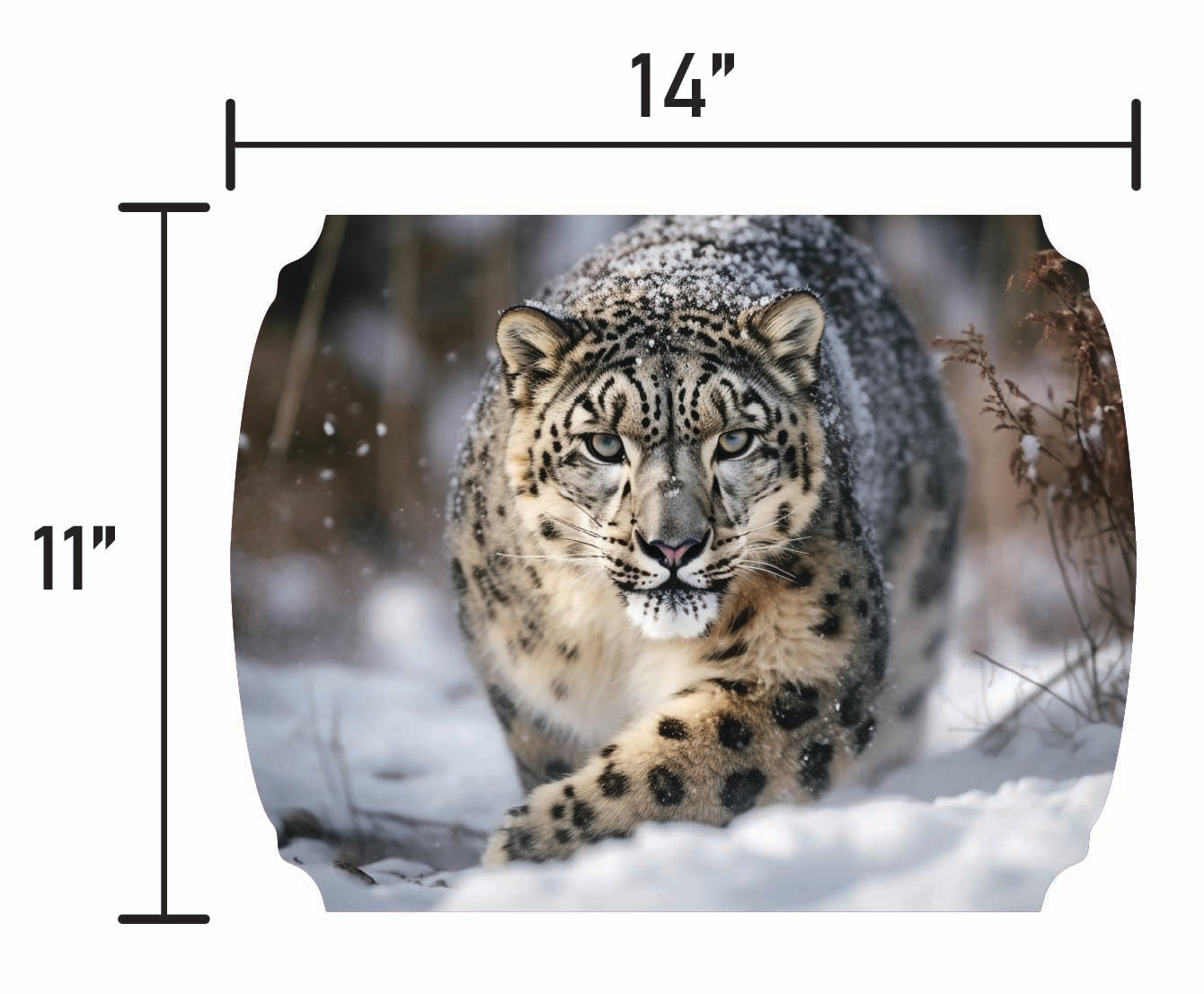 Snow Leopard - Smalls