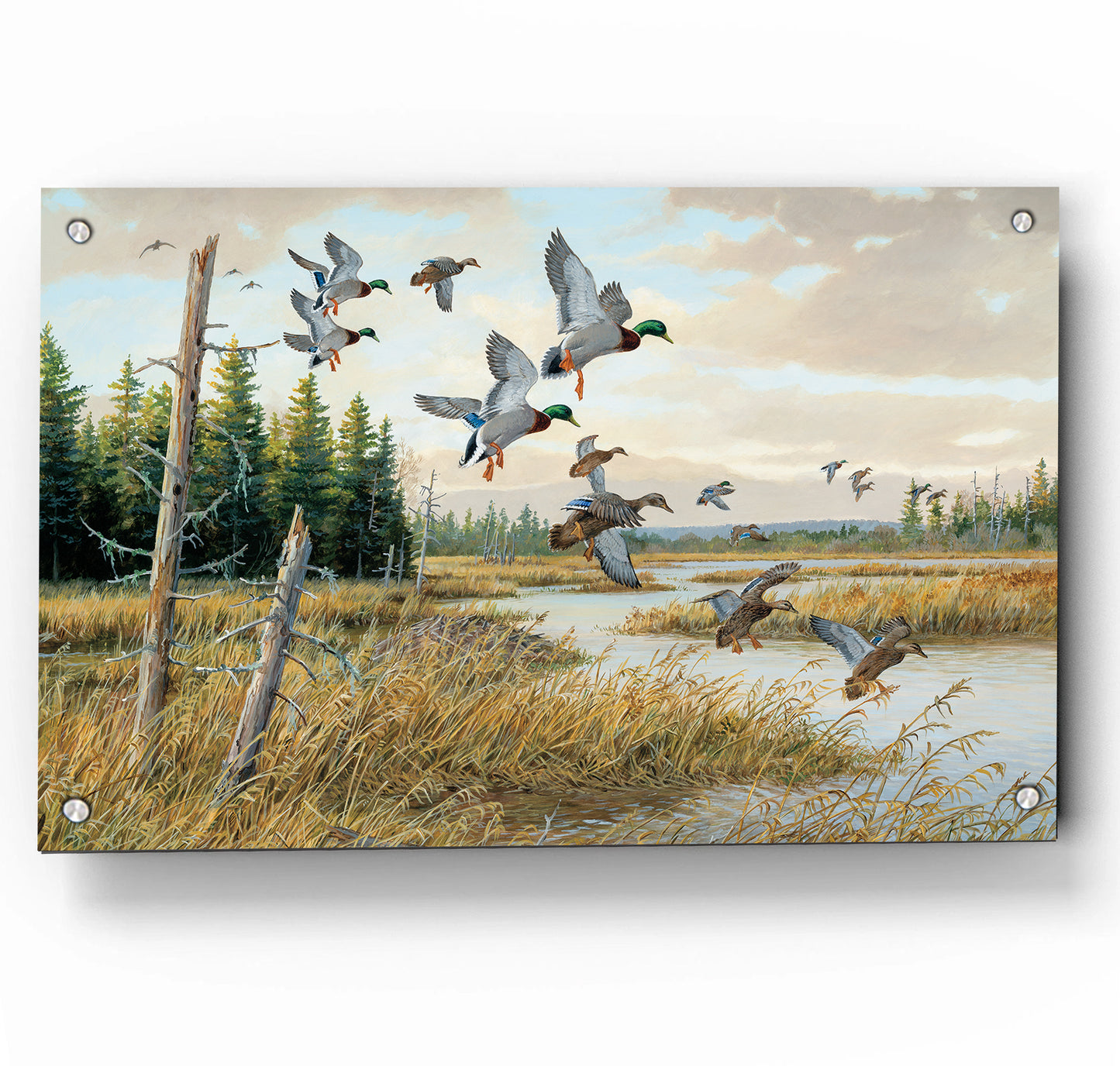 Hidden Pond-Mallards