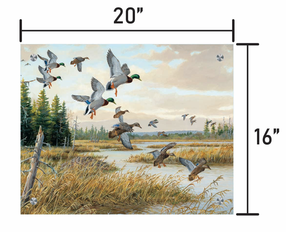 Hidden Pond-Mallards