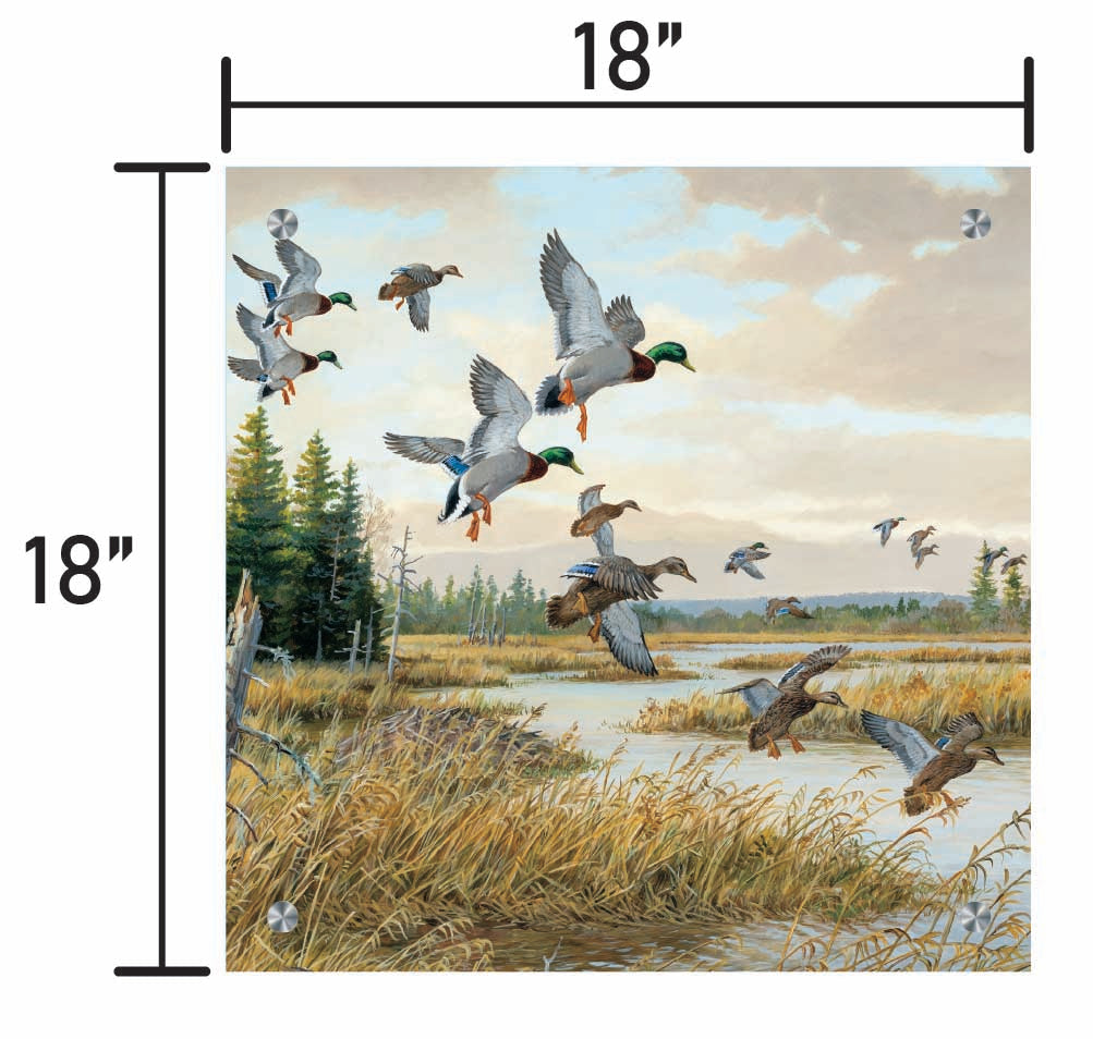 Hidden Pond-Mallards