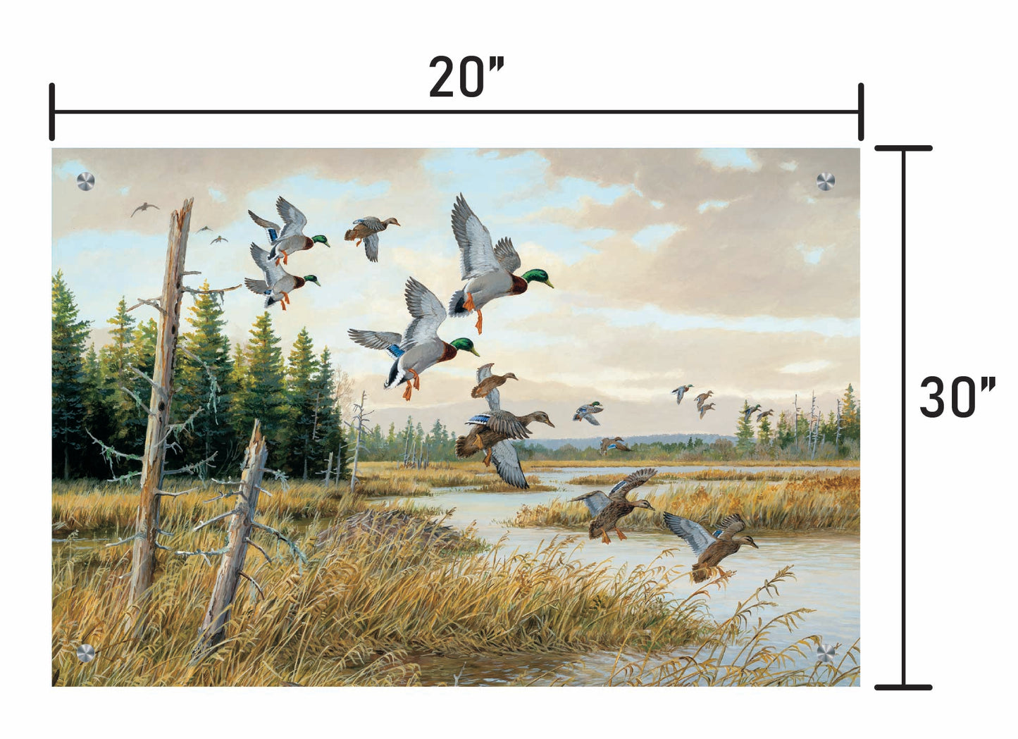 Hidden Pond-Mallards