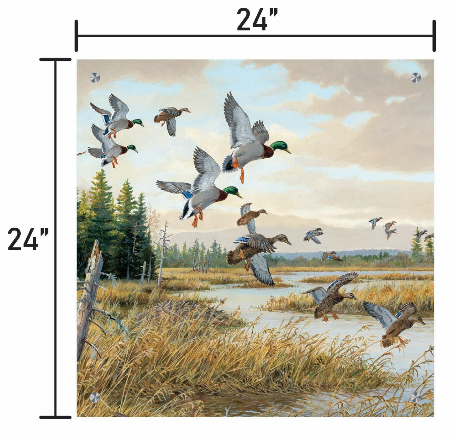 Hidden Pond-Mallards