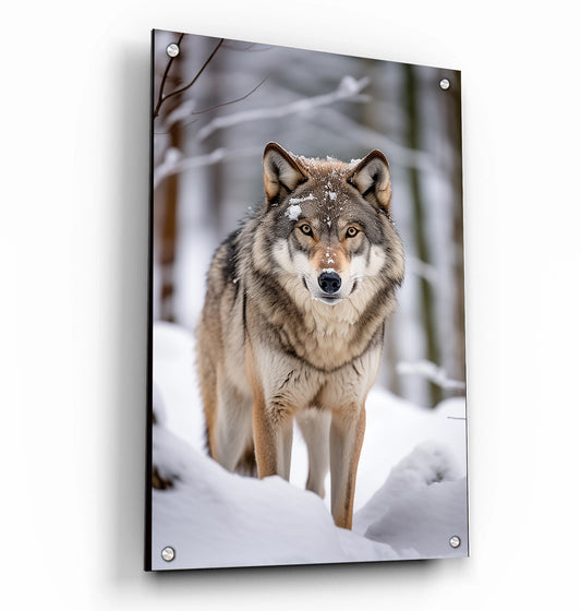 Wolf in Snow