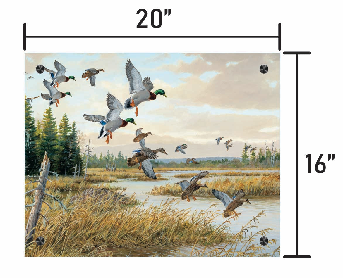 Hidden Pond-Mallards