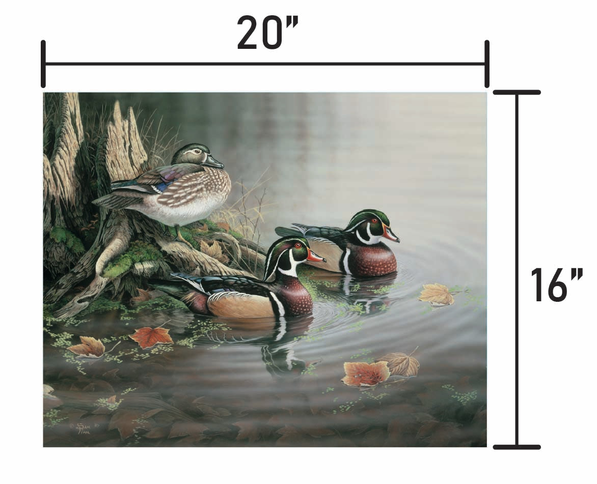 Backwater Wood Ducks