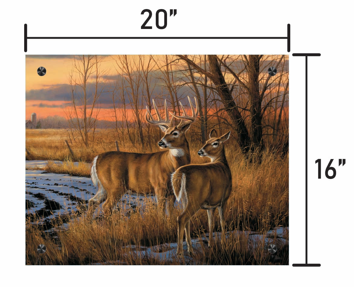 Daybreak-Whitetail Deer